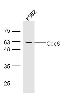 Cdc6 Rabbit pAb(bs-1390R)-50ul