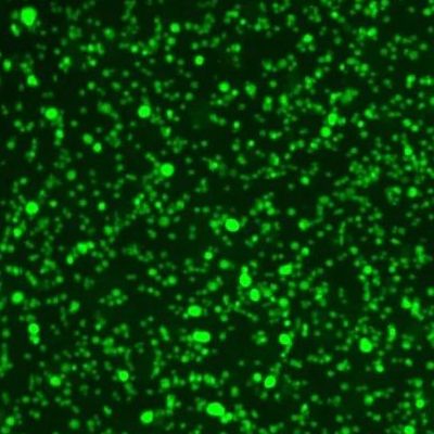 免疫杀伤效率定量-实时活细胞成像