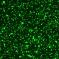 免疫杀伤效率定量-实时活细胞成像