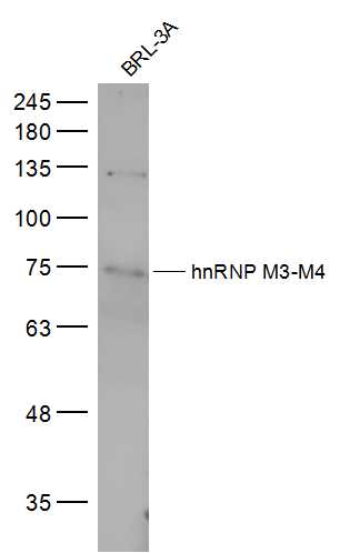 hnRNP M3-M4 Rabbit pAb(bs-1733