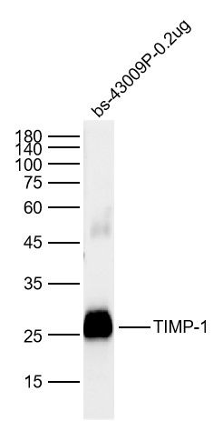 TIMP-1 Rabbit pAb(bs-0415R)-50