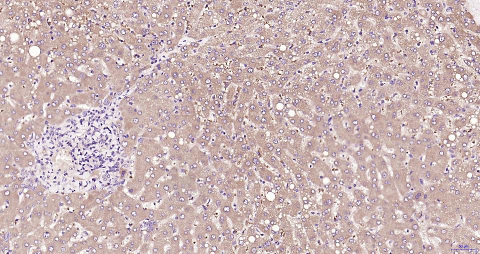 TBK1 Rabbit pAb(bs-7497R)-50ul