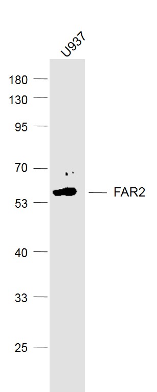 FAR2 Rabbit pAb(bs-10256R)-50u