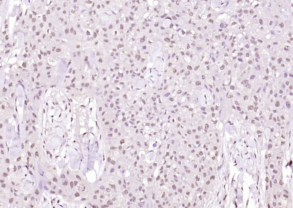 phospho-Cyclin B1 (Ser126) Rab