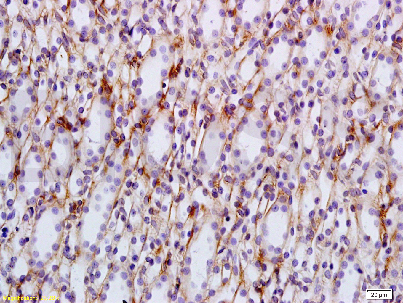 AQP2 Rabbit pAb(bs-0261R)-50ul