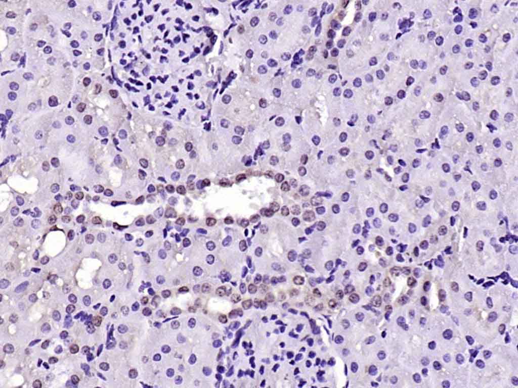 HDAC1 Rabbit pAb(bs-2895R)-50u