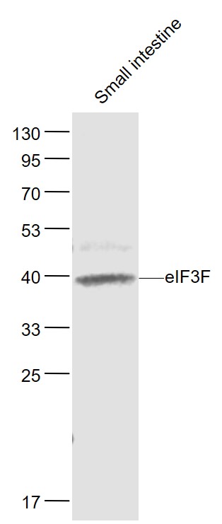 eIF3F Rabbit pAb(bs-3841R)-50u