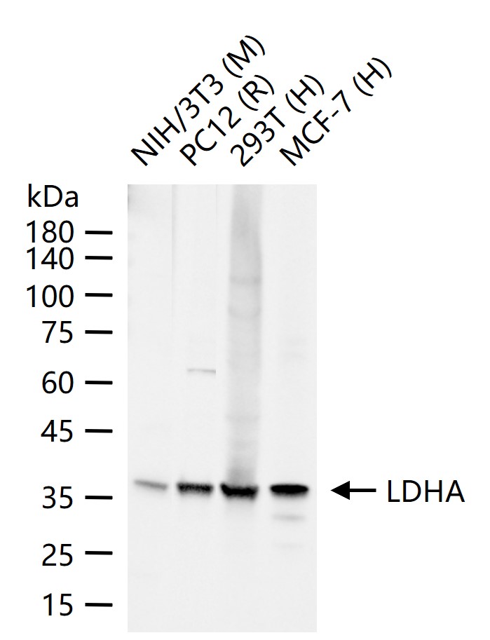 LDHA Rabbit pAb(bs-34202R)-50u