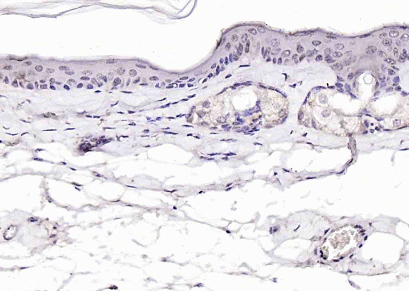 phospho-P53 (Ser392) Rabbit pA
