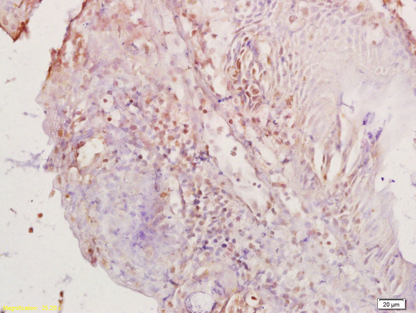 PAX8 Rabbit pAb(bs-1201R)-50ul