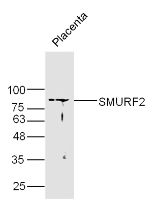 SMURF2 Rabbit pAb(bs-4056R)-50