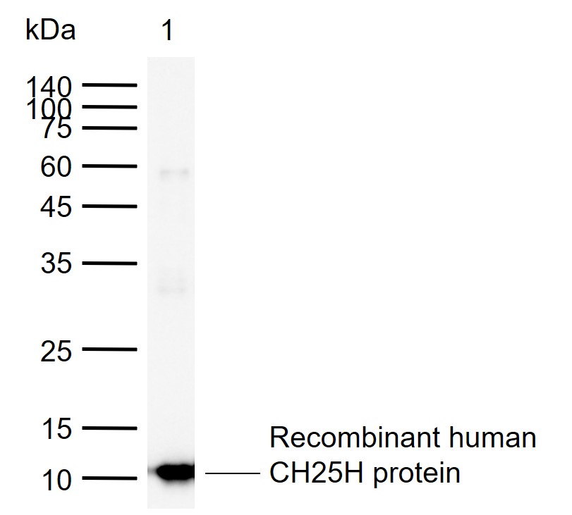 CH25H Rabbit pAb(bs-6480R)-50u