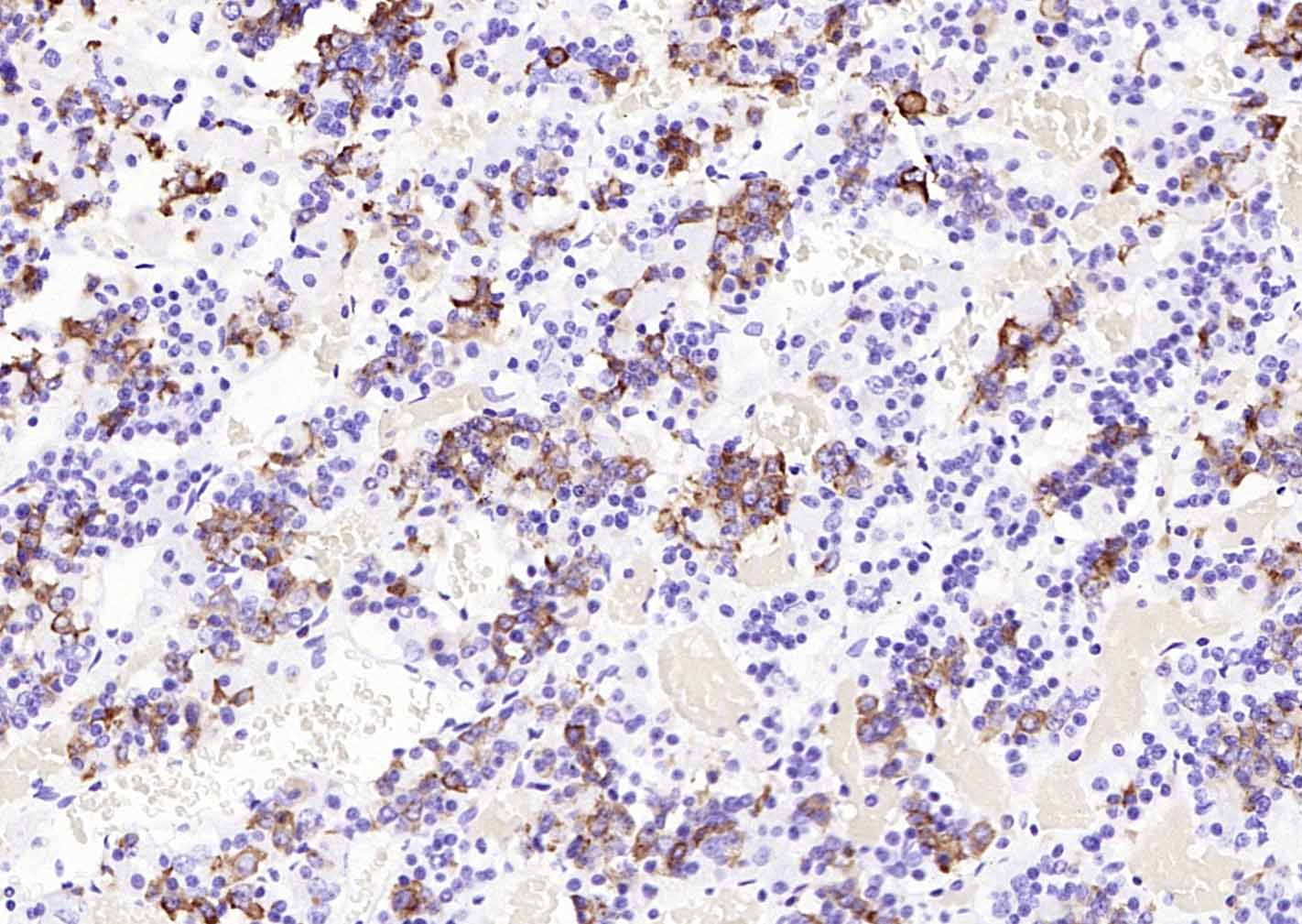 PRL Rabbit pAb(bs-0508R)-50ul/