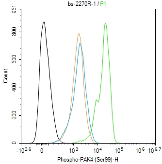 phospho-PAK4 (Ser99) Rabbit pA