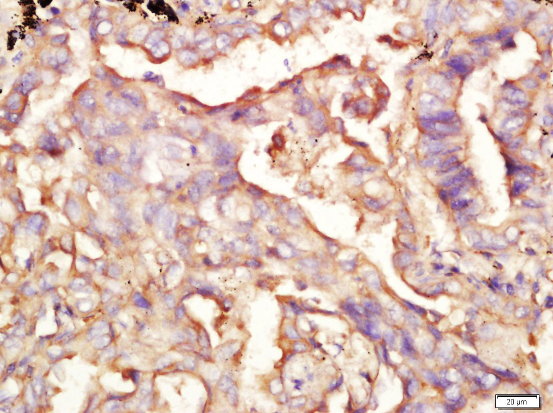 MX2 Rabbit pAb(bs-10985R)-50ul