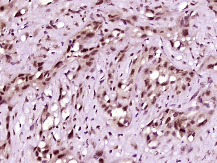 phospho-SIRT6 (Ser338) Rabbit 