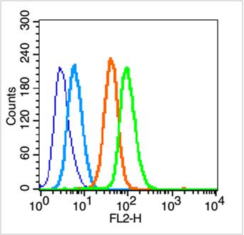 JNK1 + JNK3 Rabbit pAb(bs-0501