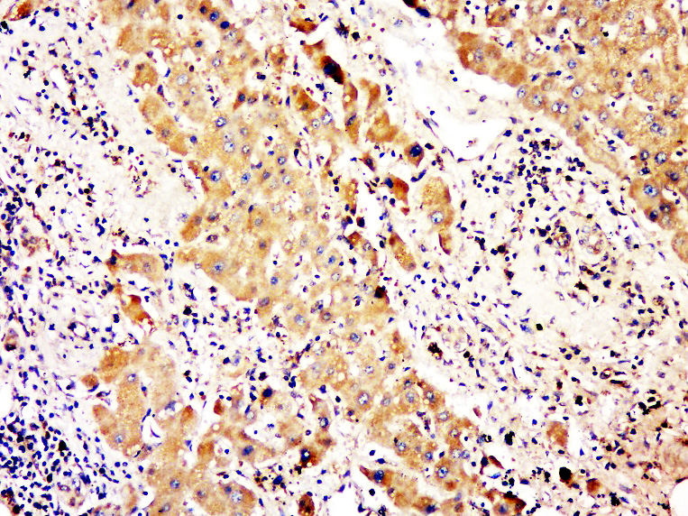 C2orf65 Rabbit pAb(bs-15156R)-