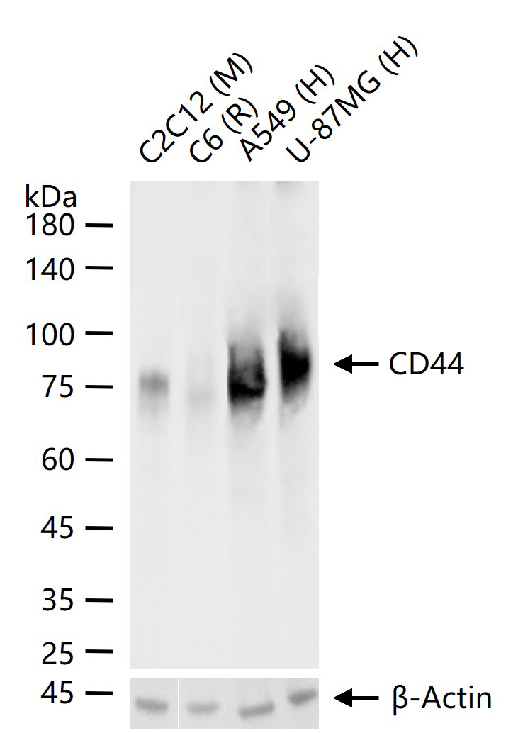 CD44 Recombinant Rabbit mAb(bs
