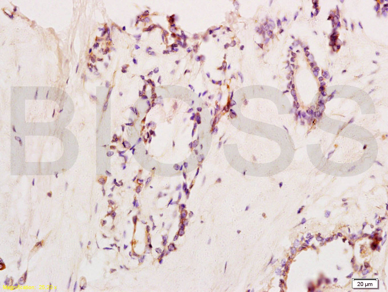 SIRT1 Rabbit pAb(bs-0921R)-50u