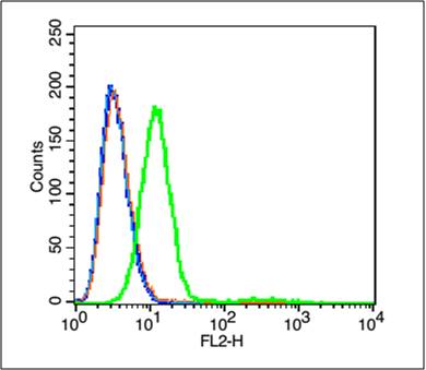 GPR100 Rabbit pAb(bs-13510R)-5