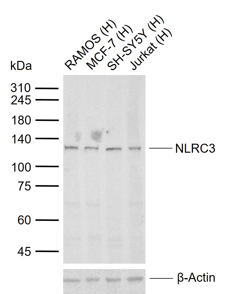 NLRC3 Rabbit pAb(bs-19282R)-50