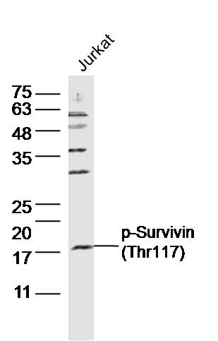 phospho-Survivin (Thr117) Rabb