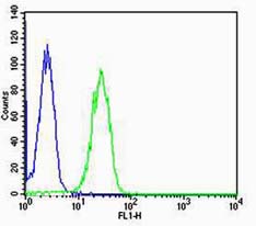PAX8 Rabbit pAb(bs-1201R)-50ul
