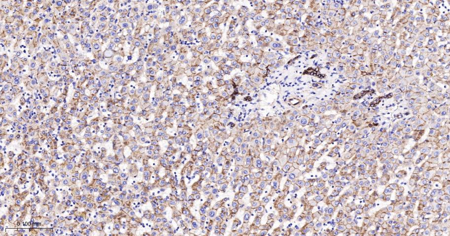N-cadherin Mouse mAb(bsm-34125