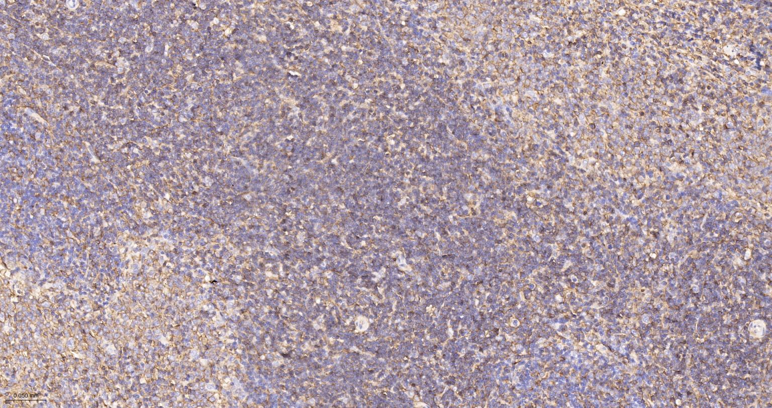 CD44 Recombinant Rabbit mAb(bs