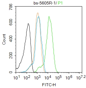 phospho-TERT (Ser1125) Rabbit 
