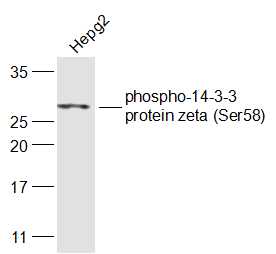 phospho-14-3-3 protein zeta (S