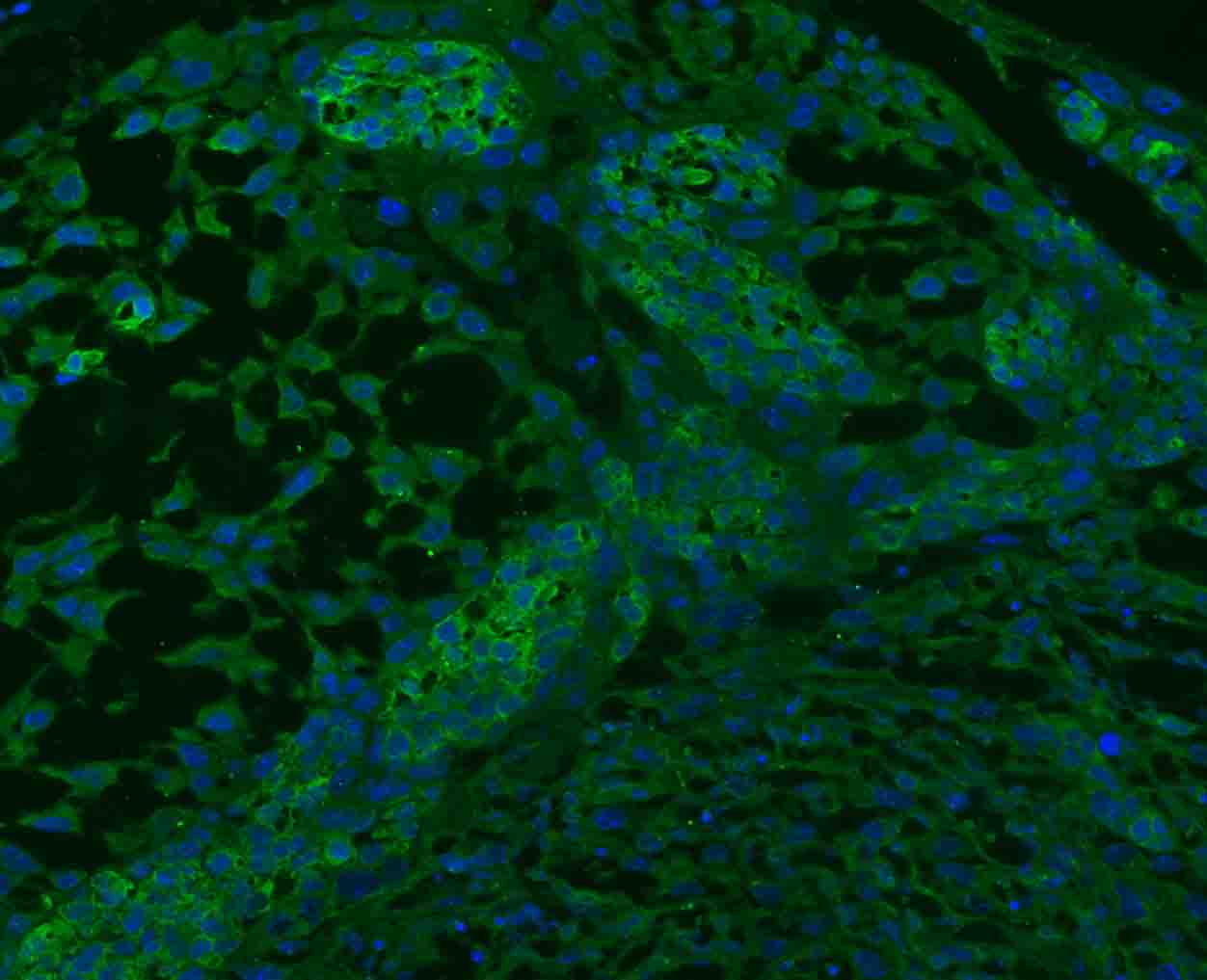 SGCB Rabbit pAb(bs-1127R)-50ul