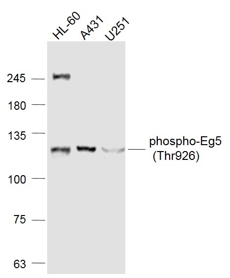 phospho-Eg5 (Thr926) Rabbit pA
