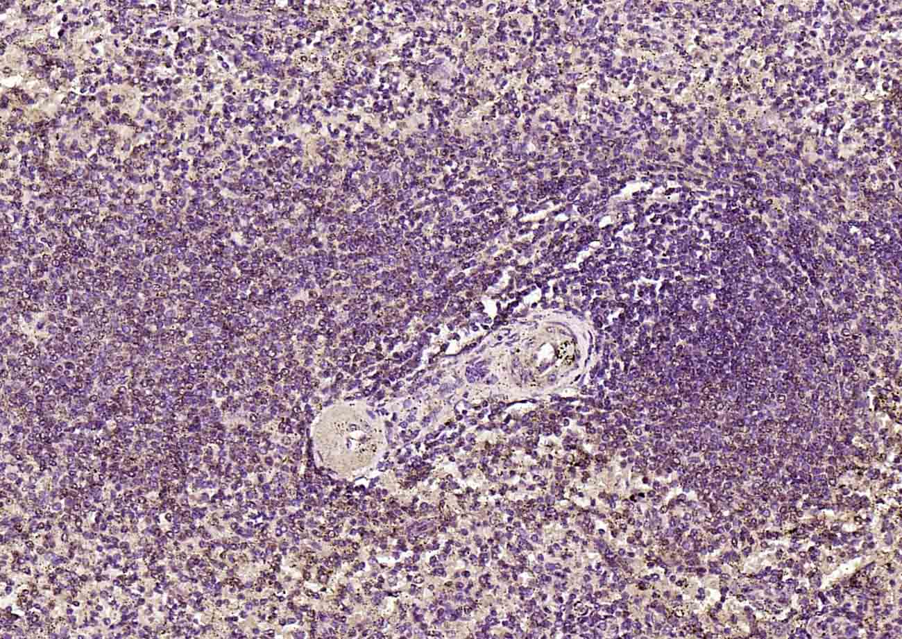 产品细节图片10