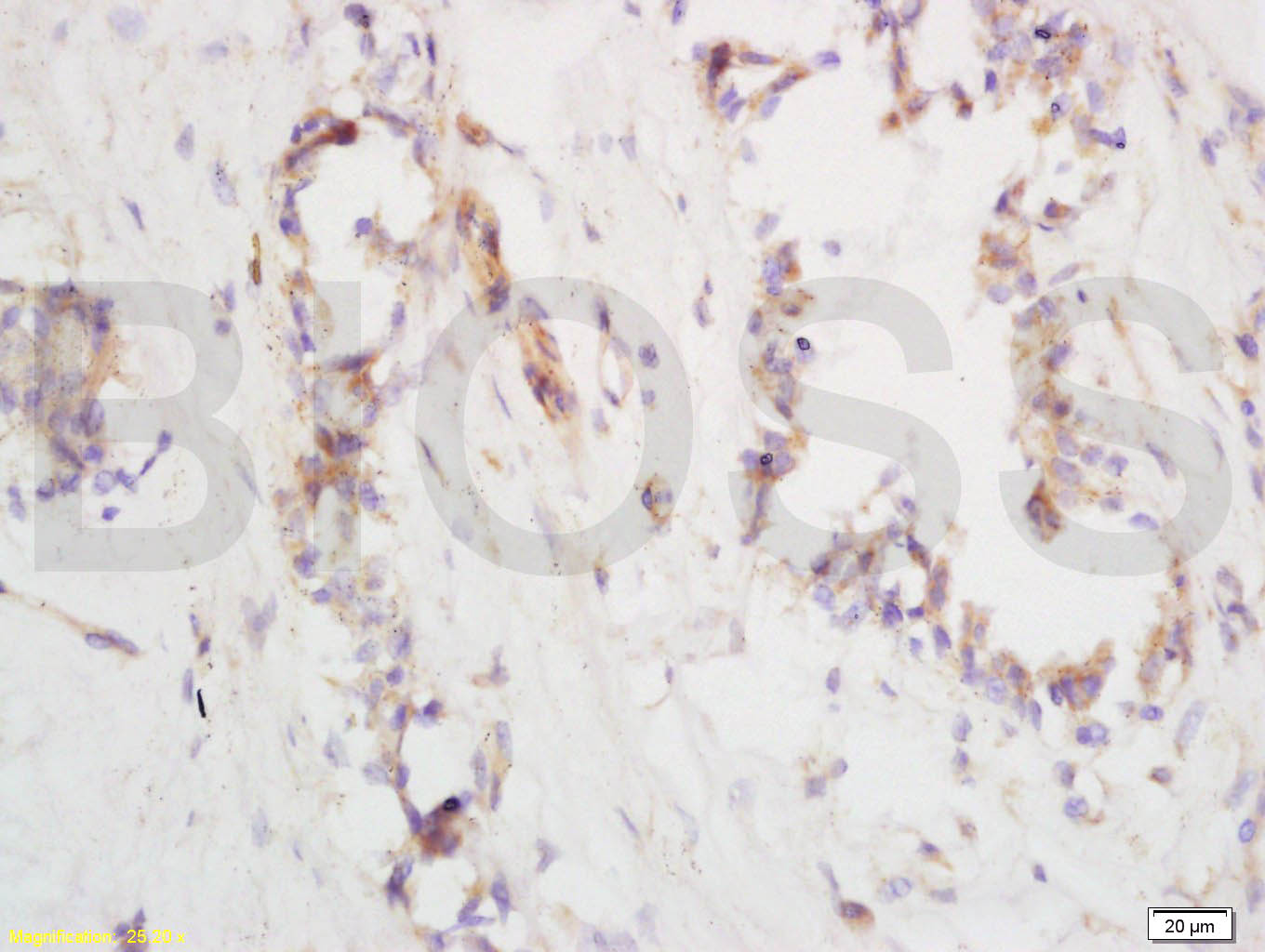 HDC Rabbit pAb(bs-1054R)-50ul/