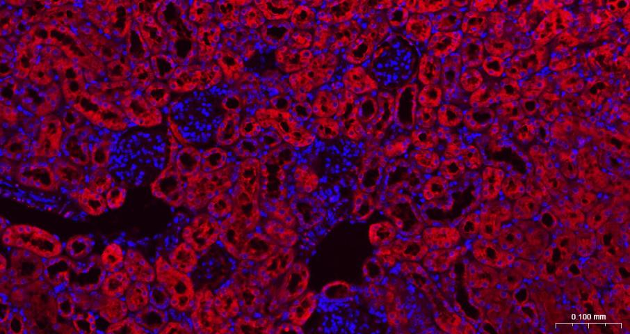 GAPDH Rabbit pAb, Loading Cont