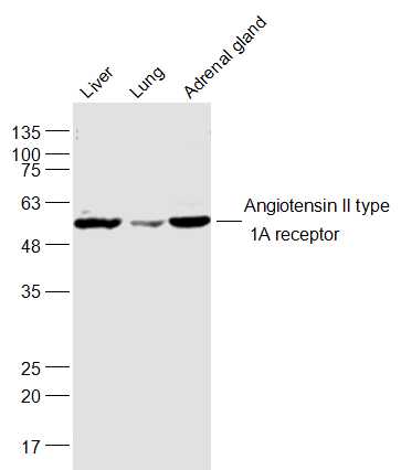 Angiotensin II type 1A recepto
