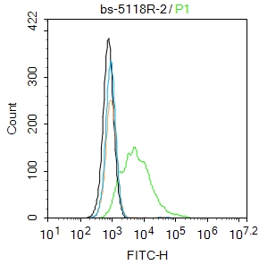 phospho-AKT1 (Ser129) Rabbit p