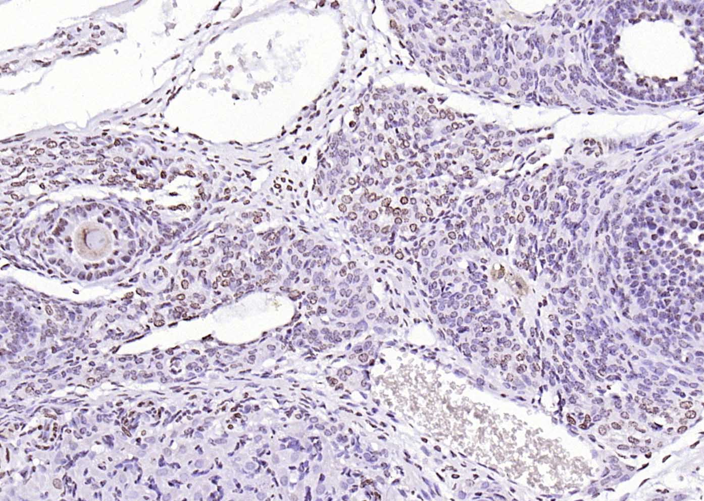 PEG3 Rabbit pAb(bs-1870R)-50ul