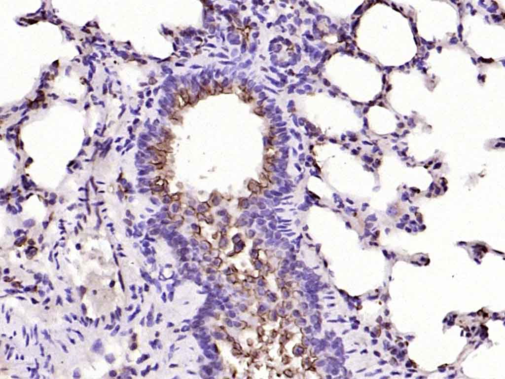 MUC1 Rabbit pAb(bs-1497R)-50ul