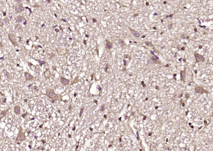 CDC42 Rabbit pAb(bs-3555R)-50u