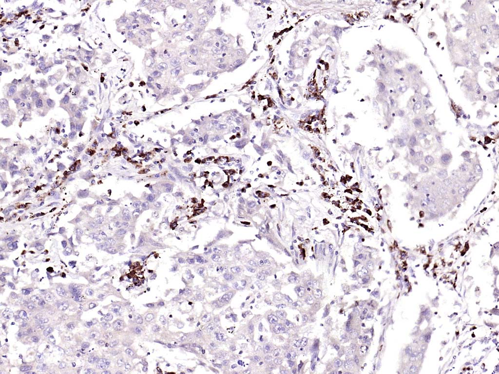 GSTA3 Rabbit pAb(bs-5163R)-50u