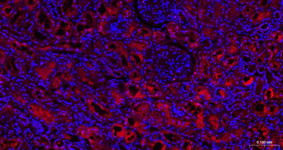 GAPDH Rabbit pAb, Loading Cont