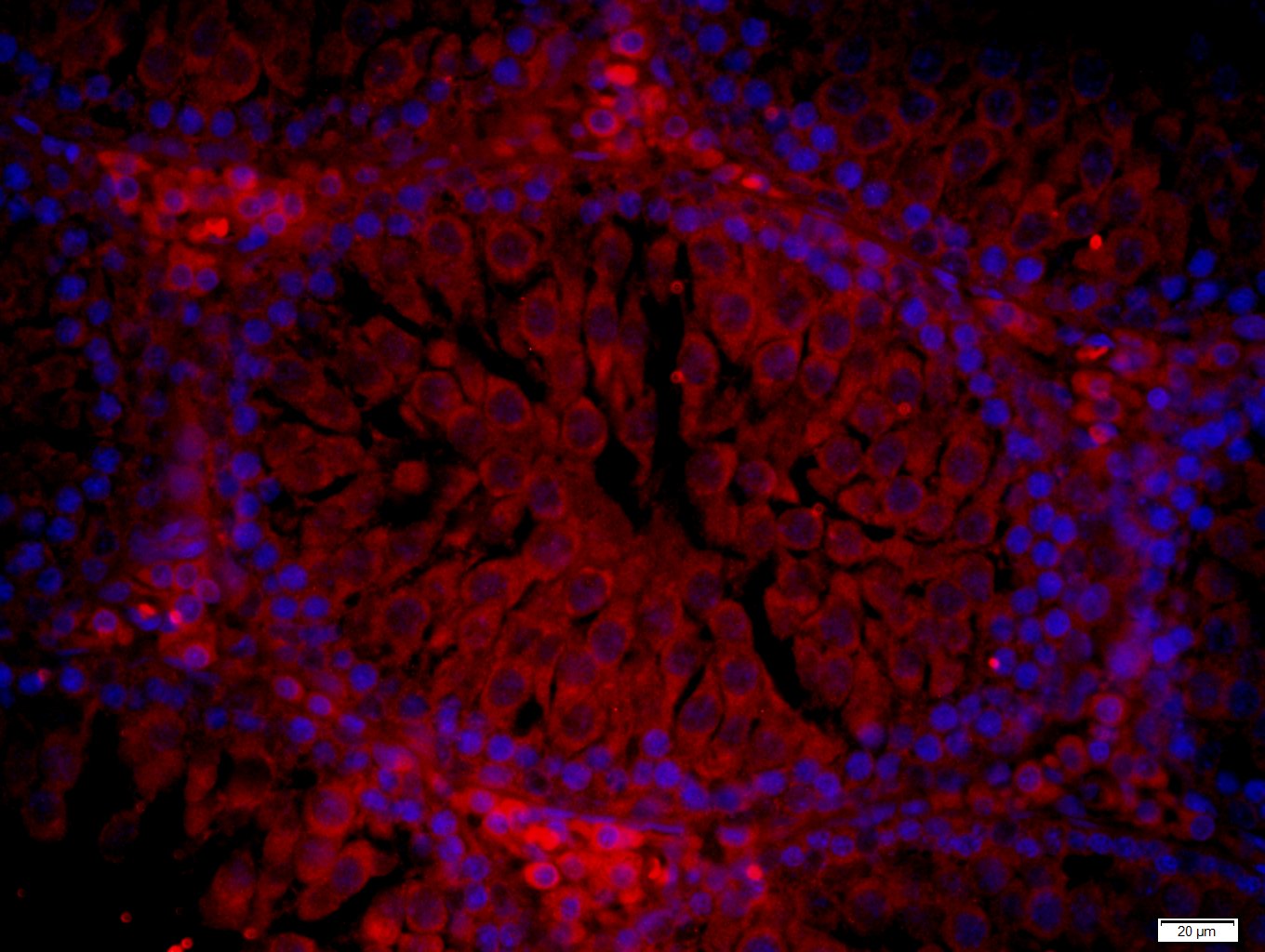NPW/Neuropeptide W Rabbit pAb(