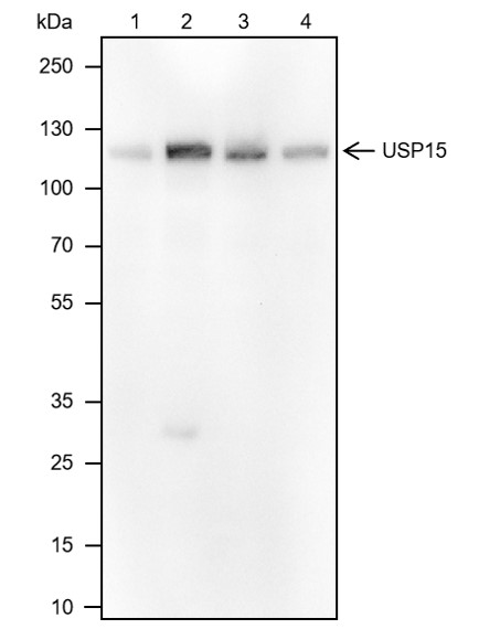 USP15 Recombinant Mouse mAb(bs