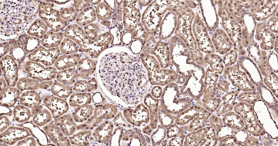 GAPDH Rabbit pAb, Loading Cont