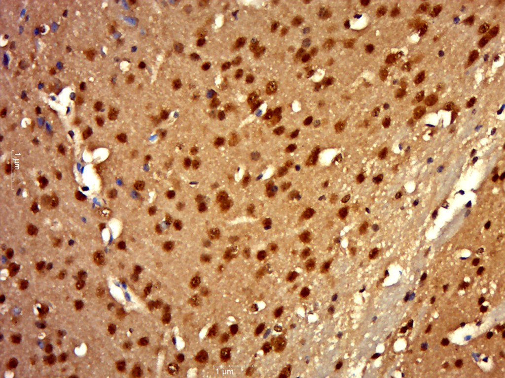 L3MBTL2 Rabbit pAb(bs-16880R)-