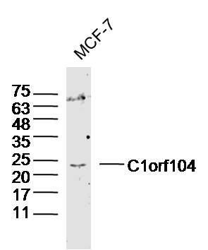 C1orf104 Rabbit pAb(bs-15002R)