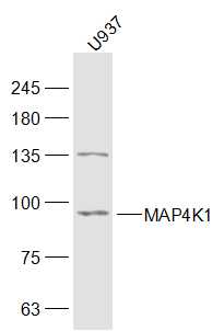 MAP4K1 Rabbit pAb(bs-4134R)-50